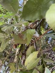 Greta morgane morgane