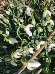 Galanthus nivalis