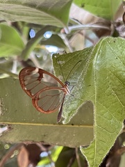 Greta morgane morgane