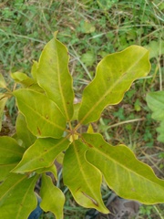Schefflera