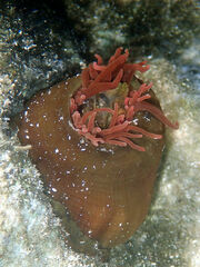 Isanemonia australis