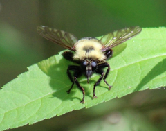 Laphria thoracica