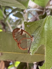 Greta morgane morgane