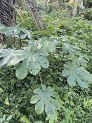 Cecropia obtusifolia