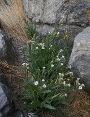 Silene involucrata