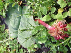 Haemanthus sanguineus