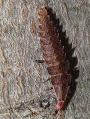 Pyractomena borealis