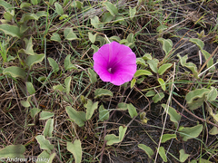 Ipomoea