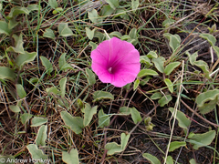 Ipomoea