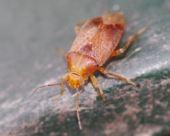 Agnocoris rubicundus