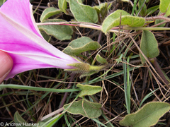 Ipomoea