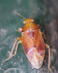 Agnocoris rubicundus
