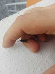 Stenomorphus