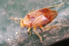 Agnocoris rubicundus