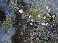 Cerastium alpinum