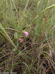 Gladiolus crassifolius