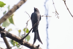 Dicrurus leucophaeus