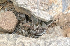 Haworthiopsis tessellata