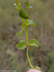 Sebaea