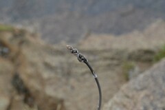 Haworthiopsis tessellata