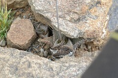 Haworthiopsis tessellata