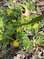 Tauschia texana