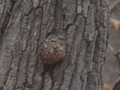 Agrobacterium radiobacter