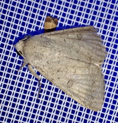 Pandesma robusta