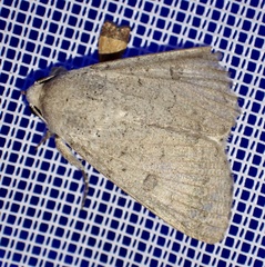 Pandesma robusta