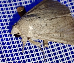 Pandesma robusta