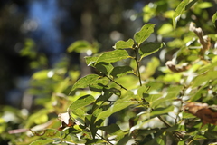 Cinnamomum insularimontanum