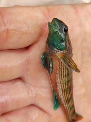 Etheostoma inscriptum