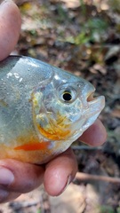 Pygopristis denticulata