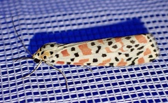 Utetheisa pulchella