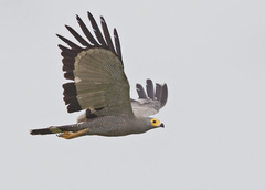 Polyboroides typus typus