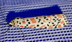Utetheisa pulchella