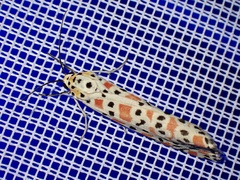 Utetheisa pulchella
