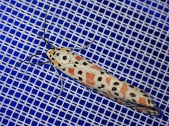 Utetheisa pulchella