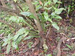 Leptochilus wrightii