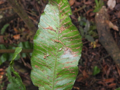 Leptochilus wrightii