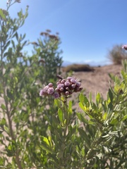 Tessaria absinthioides