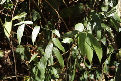 Disporum kawakamii