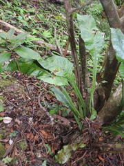 Leptochilus wrightii