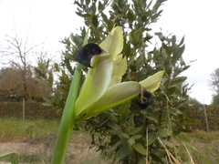 Iris tuberosa