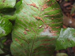 Leptochilus wrightii