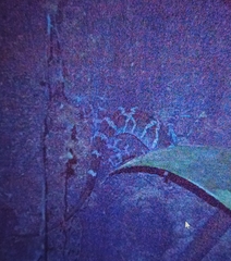 Cyrtodactylus malayanus