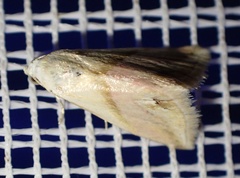 Eublemma cochylioides