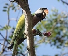 Psittacula alexandri