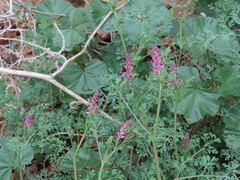 Fumaria officinalis