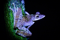 Polypedates colletti